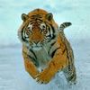 jeffreytan75