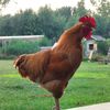 chickens.everywhe