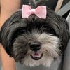 lulubearthehavanese