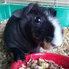 skinnypiggys6