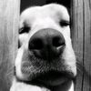dogface_story