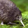 kiwi_mb
