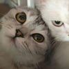 kiikio_mlbb