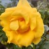 rocio.aldana43