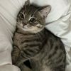the_ugly.cat