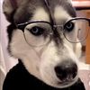 Dog home