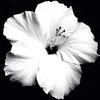 f4fmsfw_808