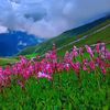neelum.8