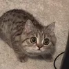 vtcvkf