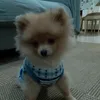 crismxgwh0j