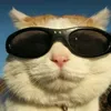 kzin67qzxwq2srr