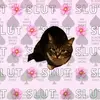 repost_cat