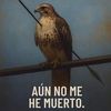 muari.lipe