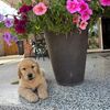 June Bug the Golden