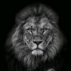 cur.de.lion3570