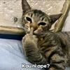 riz23660