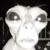 .adopteme2