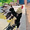 🐔محسن ہاشمی 🐥