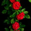 user1411630612118
