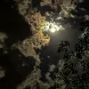 arthur_merrie