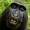 monkey18661