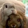 Max&Minou