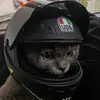 vroomelii
