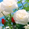 user385512061775