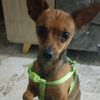 fandezeuselperro_1