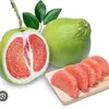 grapefruit.ajc