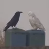 heykaran1