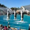 theorcasofseaworld