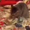FlyCatpewpew