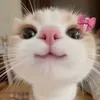 sidney.sicignano2