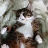 momcat07