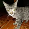 sandang16