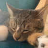 happypawsmilo