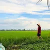 h.tiu.phu4