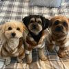 lil.floof.crew