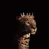 queen.zaxoli