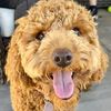 poppydoodle2
