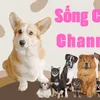 Sống Chó