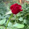 jind58407