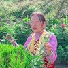 tika.tika.gurung