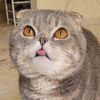 thekittycatjam