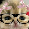 yasmin.hamed7533