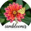 iambloomis