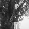 limbu.kta736