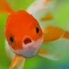 fish21077