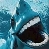 funny.shark3